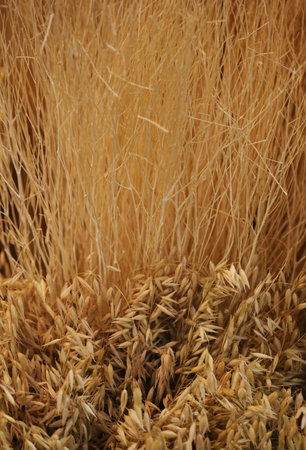 dried wheat background