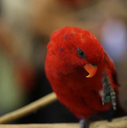 closeup small red parrotの写真素材
