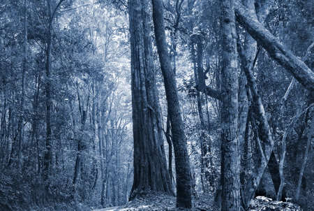 dark rain forest at night, Thailandの写真素材