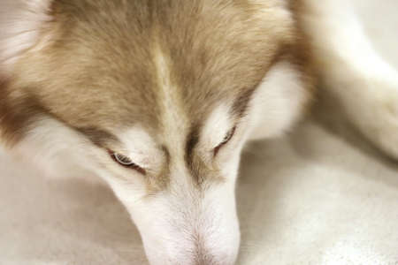 dog eye, Siberian Husky wolfの写真素材