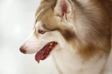 dog eye, Siberian Husky wolfの写真素材