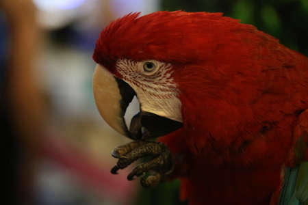 The beautiful birds Scarlet Macaw, closeup headの写真素材