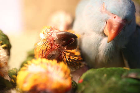 colorful parrot babyの写真素材
