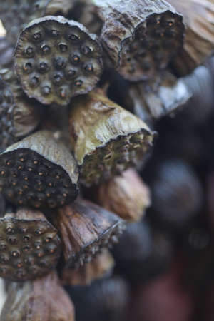 blurred lotus seed backgroundの写真素材
