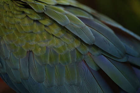 Scarlet Macaw feathers, colorful texture backgroundの写真素材