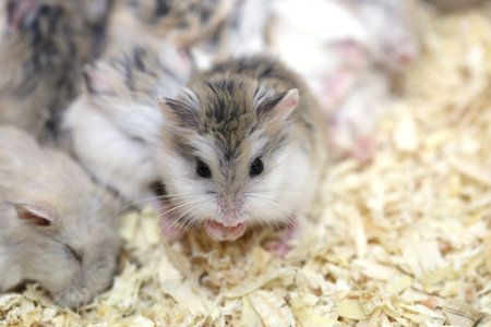 small white grey mouseの写真素材