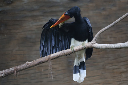 closeup of rare hornbill, Thailand