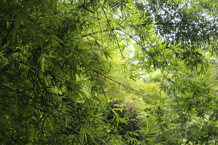 bamboo tree leave, forest backgroundの写真素材