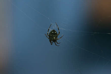 macro closeup small Spiderの写真素材