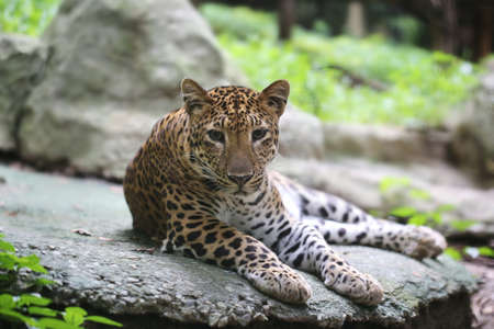 leopard sit on the rockの写真素材