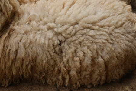 brown sheep, woolの写真素材