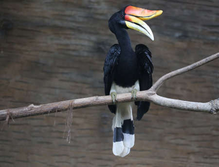 closeup of rare hornbill, Thailandの写真素材