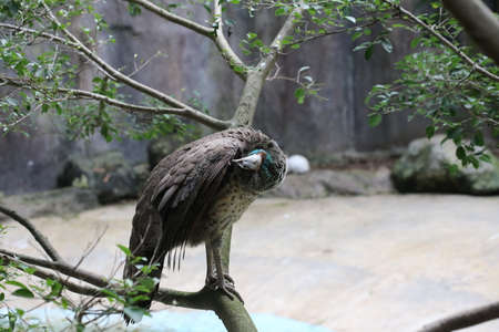 peacock on treeの写真素材