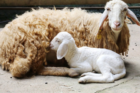 new born sheep,Abandoned new-born lambの写真素材