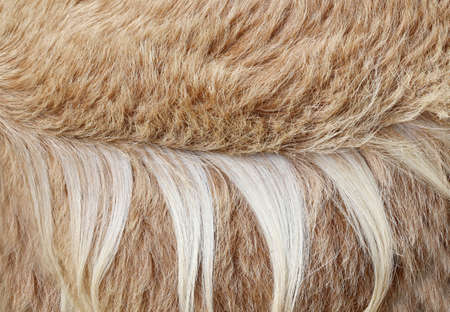 brown goat hair texture backgroundの写真素材