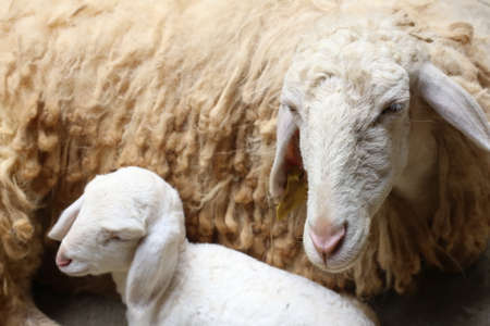 new born sheep,Abandoned new-born lambの写真素材