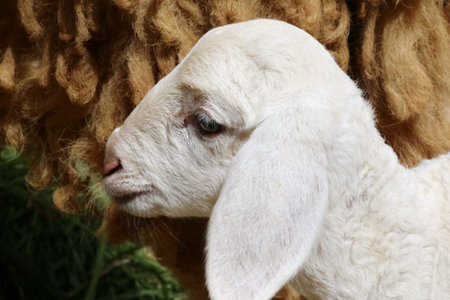 new born sheep,Abandoned new-born lamb
