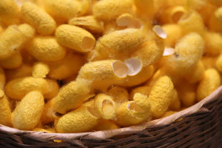 cocoon silk worm in basket, Thailandの写真素材