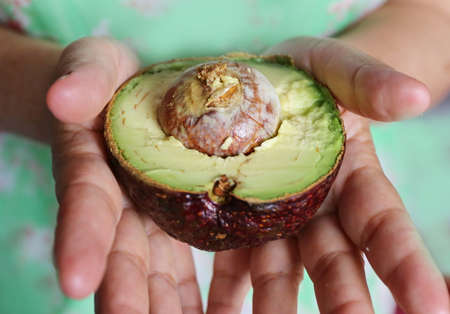 hand hold fresh avocado fruitの写真素材