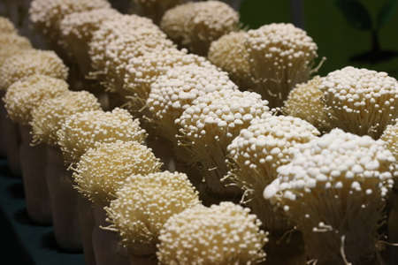 Enoki mushrooms plant in potの写真素材