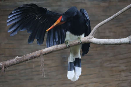 closeup of rare hornbill, Thailandの写真素材