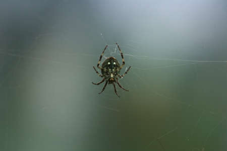 macro closeup small Spiderの写真素材