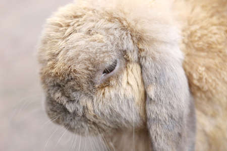 closeup Rabbit head ( Holland Lop )の写真素材