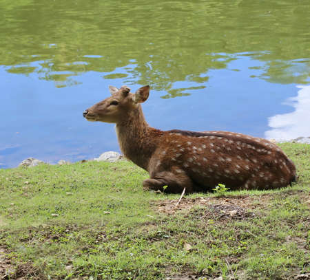 spotted deer near riverの写真素材
