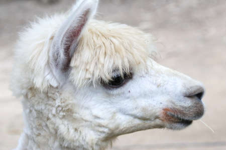 Alpaca, eye close upの写真素材