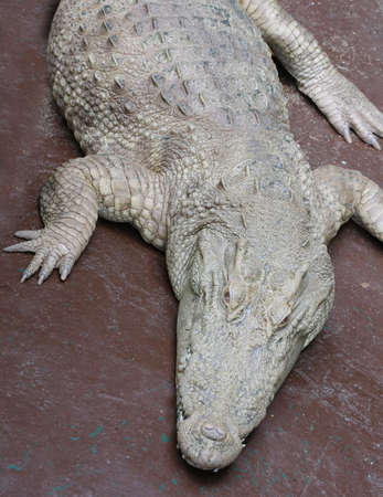 white crocodile in park,albinoの写真素材