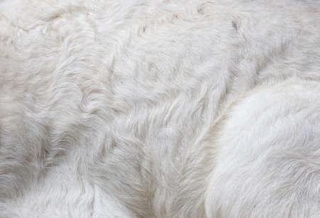 new born sheep,Abandoned new-born lambの写真素材