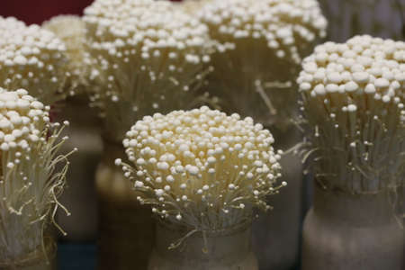 Enoki mushrooms plant in potの写真素材