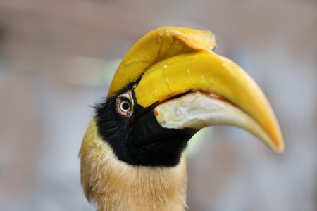 closeup of rare hornbill, Thailandの写真素材