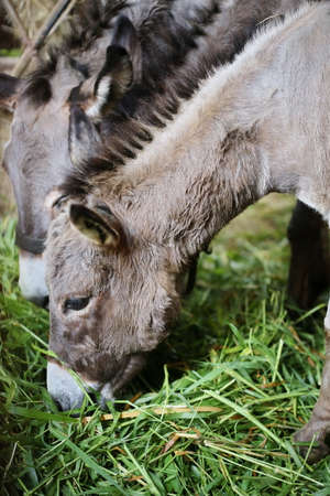 donkeyの写真素材