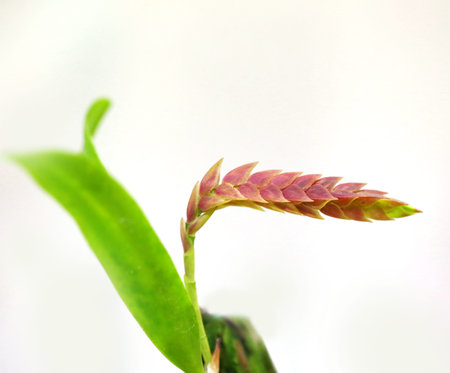 orchid flower, Thailand