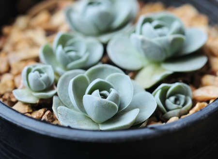 closeup arid plant in potの写真素材