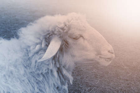 sheep with sunriseの写真素材