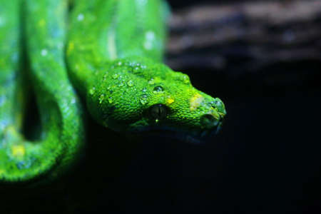 focus dew on green snake head, wildlifeの写真素材