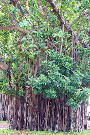 Amazing Banyan Tree in forestの写真素材