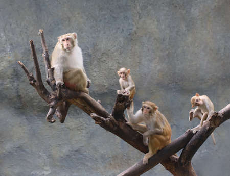 asia monkey family on tree, Thailandの写真素材