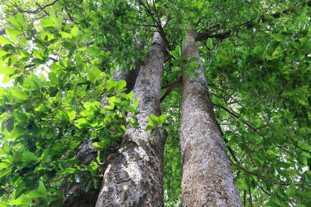 Dipterocapus tree, big tree in deep forest , Thailandの写真素材