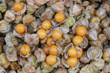 cape gooseberry, fruit backgroundの写真素材
