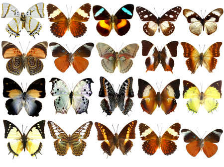 Collection of beautiful tropical butterflies isolated on white backgroundの写真素材