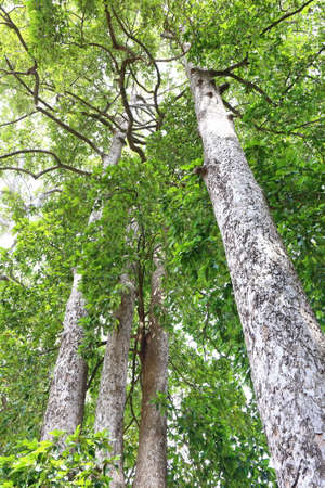 Dipterocapus tree, big tree in deep forest , Thailandの写真素材