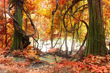 autumn tree, deep forestの写真素材