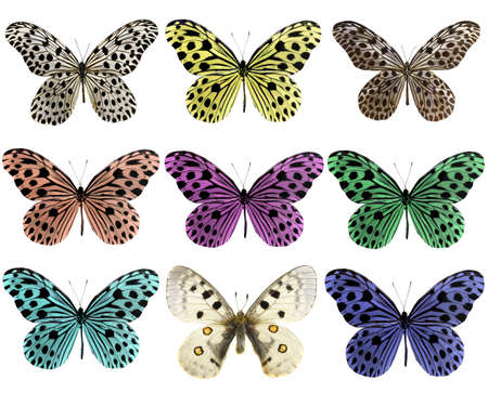 Collection of beautiful tropical butterflies isolated on white backgroundの写真素材