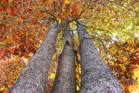 autumn tree in deep forestの写真素材