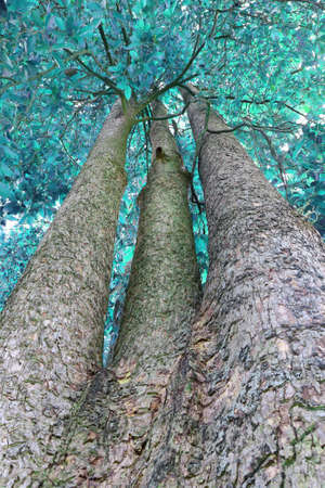 blue leave abstract treeの写真素材