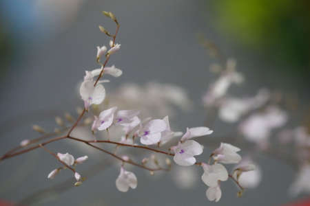 orchid flower in garden, Thailandの写真素材