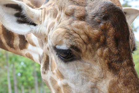 closeup eye of giraffeの写真素材